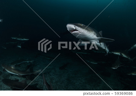 鯊魚  59369086
