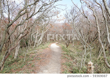 死樹的踪跡 59369087