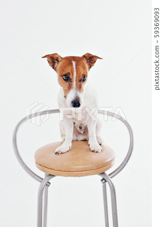 The dog sits on the chaire and looks around. Muzzle of animal close-up. Jack Russell Terrier on 59369093