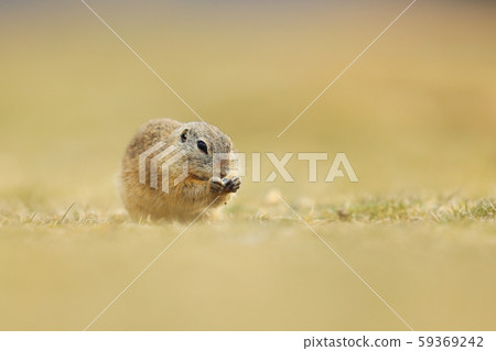 European Ground Squirrel, Spermophilus citellus, 59369242