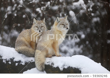 Two Corsac fox sit on tree trunk - Vulpes corsac 59369246