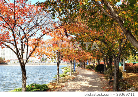 Autumn, Fallen Leaves, Fall, Fallen Leaves 59369711