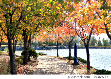 Autumn, Fallen Leaves, Fall, Fallen Leaves 59369713