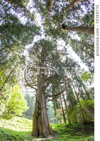 Ipponsugi, Takinozawa (Yamagata Prefecture) Ipponsugi, Takinozawa (Yamagata Prefecture) 59369735