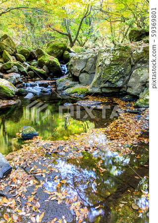 Autumn leaves of the Mageno Valley [Minamioguni-machi, Aso-gun, Kumamoto Prefecture] 59369801