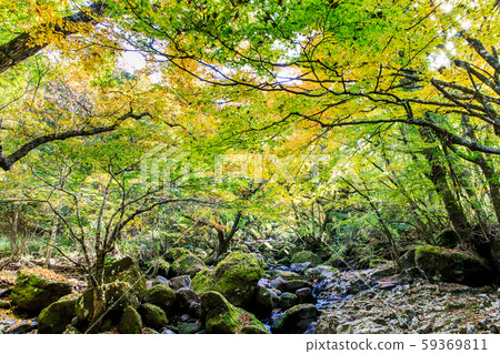 Autumn leaves of the Mageno Valley [Minamioguni-machi, Aso-gun, Kumamoto Prefecture] 59369811