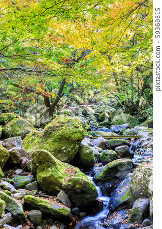 Autumn leaves of the Mageno Valley [Minamioguni-machi, Aso-gun, Kumamoto Prefecture] 59369815