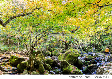 Autumn leaves of the Mageno Valley [Minamioguni-machi, Aso-gun, Kumamoto Prefecture] 59369817