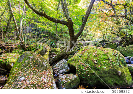 Autumn leaves of the Mageno Valley [Minamioguni-machi, Aso-gun, Kumamoto Prefecture] 59369822
