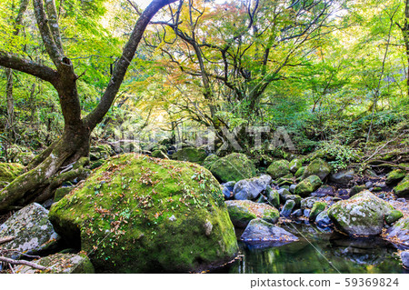 Autumn leaves of the Mageno Valley [Minamioguni-machi, Aso-gun, Kumamoto Prefecture] 59369824