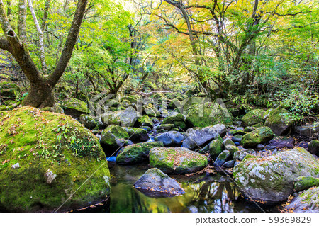Mageno山谷的秋葉[熊本縣阿蘇郡南小國町] 59369829
