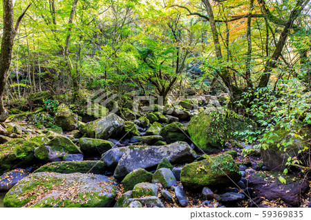 Autumn leaves of the Mageno Valley [Minamioguni-machi, Aso-gun, Kumamoto Prefecture] 59369835