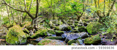 Mazeno Valley Autumn Leaves Panorama [Minamioguni-machi, Aso-gun, Kumamoto Prefecture] 59369836