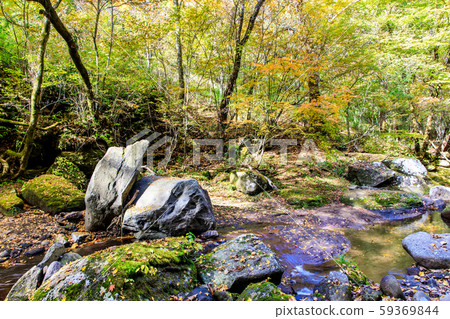 Autumn leaves of the Mageno Valley [Minamioguni-machi, Aso-gun, Kumamoto Prefecture] 59369844