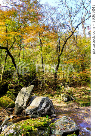 Autumn leaves of the Mageno Valley [Minamioguni-machi, Aso-gun, Kumamoto Prefecture] 59369845