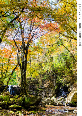 Autumn leaves of the Mageno Valley [Minamioguni-machi, Aso-gun, Kumamoto Prefecture] 59369851