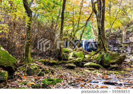 Autumn leaves of the Mageno Valley [Minamioguni-machi, Aso-gun, Kumamoto Prefecture] 59369853