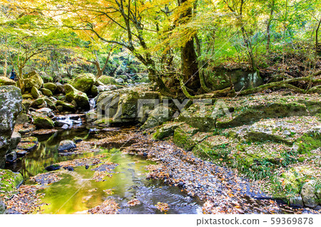 Autumn leaves of the Mageno Valley [Minamioguni-machi, Aso-gun, Kumamoto Prefecture] 59369878