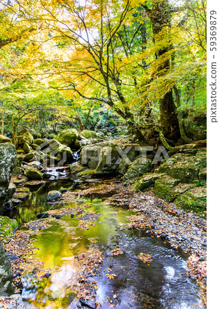 Autumn leaves of the Mageno Valley [Minamioguni-machi, Aso-gun, Kumamoto Prefecture] 59369879