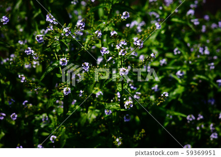 Spring waterside Spring waterside 59369951