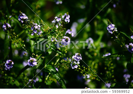 Spring waterside Spring waterside 59369952