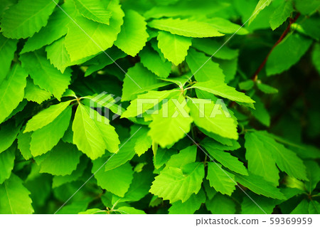 Young leaves of Quercus serrata 59369959