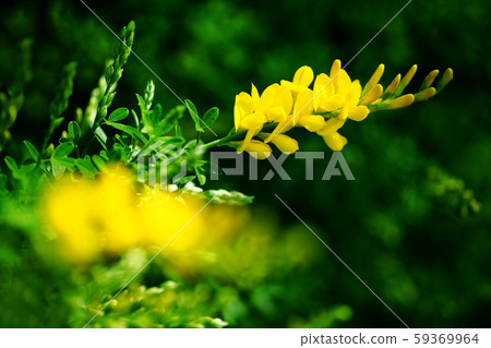 開花花綻放 開花花綻放 59369964