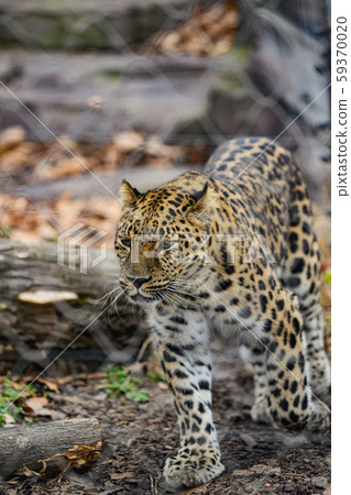 an angry female cheetah crawling leopard africa safari park 59370020