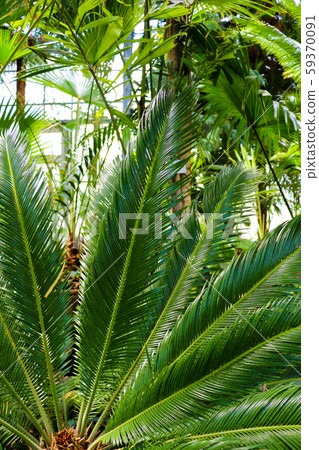 Palm leaves dark green background, nature, garden tropical 59370091