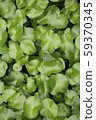 Centella asiatica 59370345
