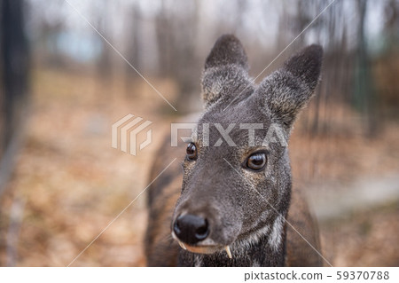 Siberian musk deer, a rare pair hoofed animal with fangs 59370788