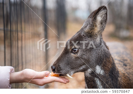 Siberian musk deer, a rare pair hoofed animal with fangs 59370847