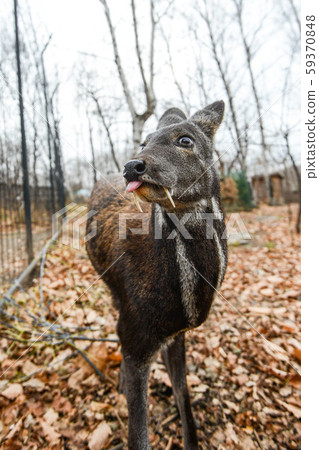 Siberian musk deer, a rare pair hoofed animal with fangs 59370848
