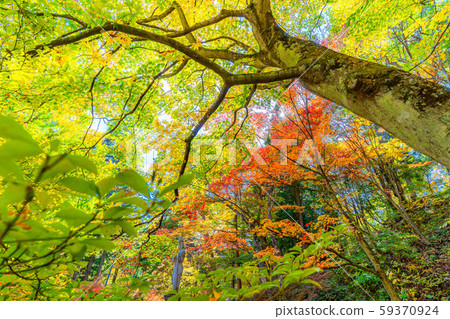 Maple leaves of Reimoji Temple [Nagano Prefecture] 59370924
