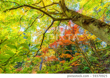 Maple leaves of Reimoji Temple [Nagano Prefecture] 59370925