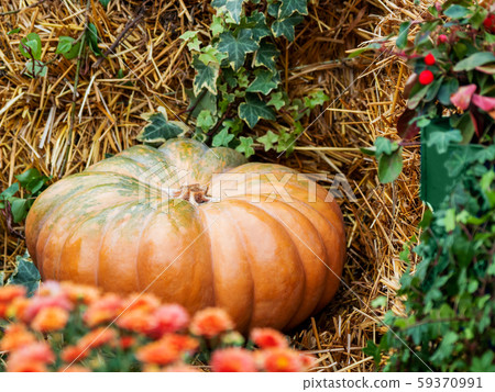 Bright orange pumpkins on straw with plants and flowers. Autumn crop, fall season. 59370991