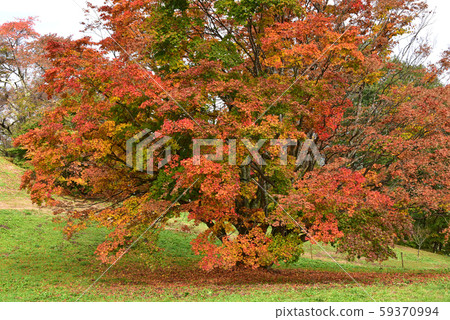 Autumn Shinshu Omine Kogen Seven Colors Maple Autumn Leaves Autumn Shinshu Omine Kogen Seven Colors Maple Autumn Leaves 59370994
