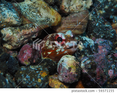 面對孔。喬·菲什 59371155