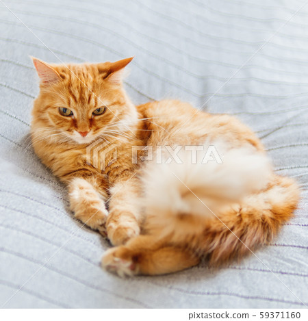 Cute ginger cat lying on bed. Fluffy pet is dozing. Cozy home background. Cute ginger cat lying on bed. Fluffy pet is dozing. Cozy home background. 59371160