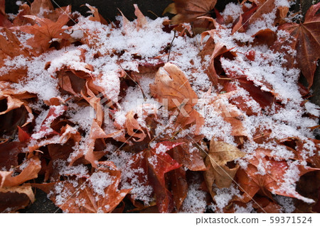 Fallen leaves snow Hatsuyuki material maple maple 59371524