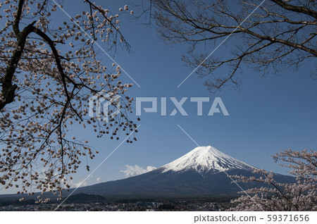 Mt. Fuji with white snow covered with cherry blossoms Mt. Fuji with white snow covered with cherry blossoms 59371656