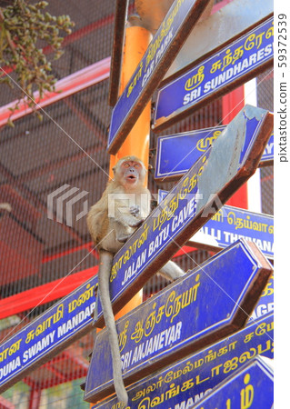 猴子在馬來西亞 59372539