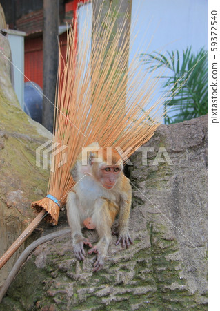 猴子在馬來西亞 猴子在馬來西亞 59372540