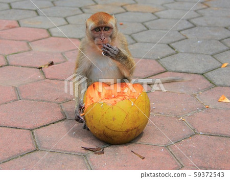 猴子在馬來西亞 59372543