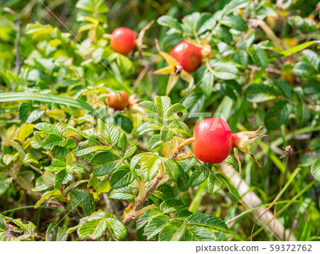 Red berries of the Japanese rose (Rosa rugosa) growing in Hamanasu-no-Oka Park in Ishikari, Hokkaido. 59372762