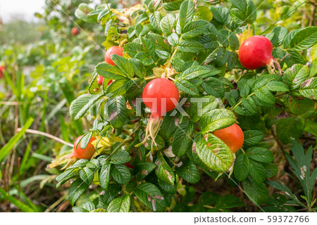 Hamanasu no Oka Park, Ishikari, Hokkaido 59372766