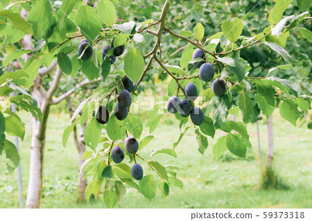 Ripe Prune / Hokkaido Orchard 59373318