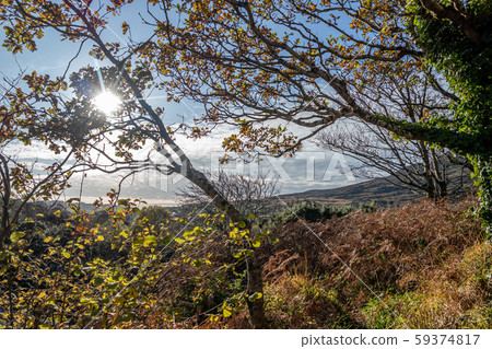 Autumn trees next to the River Glen and waterfalls by Carrick in County Donegal - Ireland 59374817