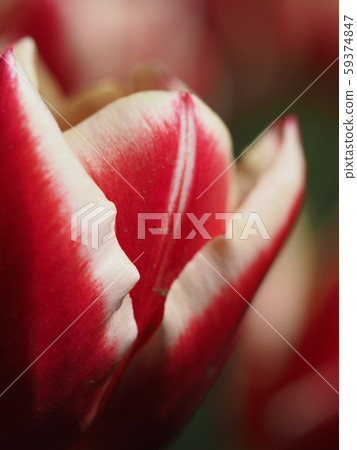 Tulip 59374847