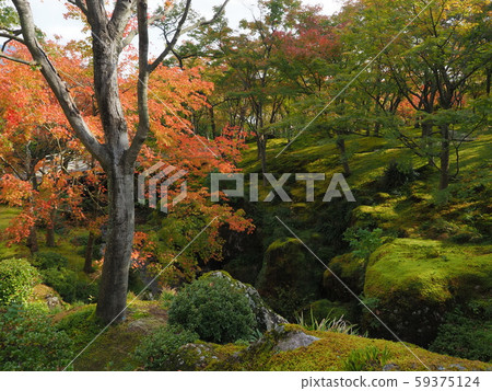 Autumn leaves of Hakone Art Museum 59375124